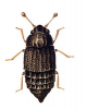 +bug+insect+pest+Micropeplus+ clipart
