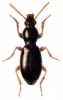 +bug+insect+pest+Miscodera+ clipart