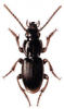 +bug+insect+pest+Molops+ clipart