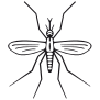 +bug+insect+pest+Mosquito+ clipart