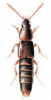 +bug+insect+pest+Mycetoporus+ clipart