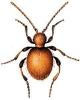 +bug+insect+pest+Niptus+ clipart