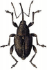 +bug+insect+pest+Nut+Weevil+ clipart