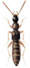 +bug+insect+pest+Ocalea+ clipart