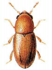 +bug+insect+pest+Octotemnus+ clipart