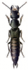 +bug+insect+pest+Ocypus+ clipart