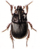 +bug+insect+pest+Odontaeus+ clipart