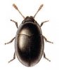 +bug+insect+pest+Olibrus+ clipart