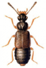 +bug+insect+pest+Omalium+ clipart