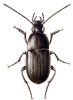 +bug+insect+pest+Oodes+ clipart