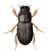 +bug+insect+pest+Oxyomus+ clipart