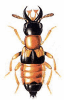 +bug+insect+pest+Oxyporus+ clipart