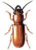 +bug+insect+pest+Parandra+ clipart