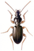 +bug+insect+pest+Patrobus+ clipart