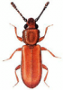 +bug+insect+pest+Pediacus+ clipart