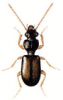 +bug+insect+pest+Perileptus+ clipart