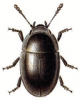 +bug+insect+pest+Phalacrus+ clipart