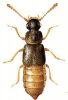 +bug+insect+pest+Phloeonomus+ clipart