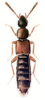 +bug+insect+pest+Phloeopora+ clipart