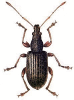 +bug+insect+pest+Phyllobius+ clipart