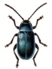+bug+insect+pest+Phyllodecta+ clipart
