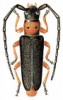 +bug+insect+pest+Phytoecia+ clipart