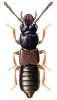 +bug+insect+pest+Platystethus+ clipart