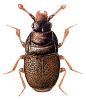+bug+insect+pest+Plegaderus+ clipart