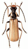 +bug+insect+pest+Podabrus+ clipart