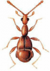 +bug+insect+pest+Pselaphus+ clipart