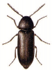 +bug+insect+pest+Pseudoptilinus+ clipart