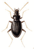 +bug+insect+pest+Pteroloma+ clipart