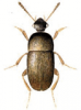 +bug+insect+pest+Ptomaphagus+ clipart