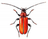 +bug+insect+pest+Pyrrhidium+ clipart