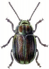 +bug+insect+pest+Rainbow+Leaf+Beetle+ clipart