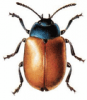 +bug+insect+pest+Red+Poplar+Leaf+Beetle+ clipart