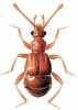 +bug+insect+pest+Reichenbachia+ clipart