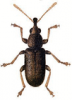 +bug+insect+pest+Rhinomacer+ clipart