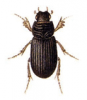 +bug+insect+pest+Rhyssemus+ clipart