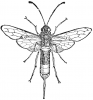 +bug+insect+pest+Sawfly+ clipart