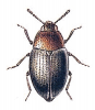 +bug+insect+pest+Scaphidema+ clipart
