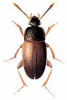 +bug+insect+pest+Sciodrepoides+ clipart