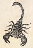 +bug+insect+pest+Scorpion+vintage+ clipart