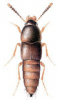 +bug+insect+pest+Sepedophilus+ clipart