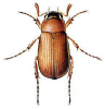 +bug+insect+pest+Serica+ clipart