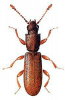 +bug+insect+pest+Silvanus+ clipart