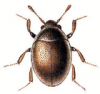 +bug+insect+pest+Simplocaria+ clipart