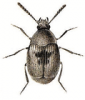+bug+insect+pest+Spermophagus+ clipart