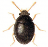 +bug+insect+pest+Sphaerosoma+ clipart