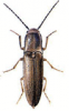 +bug+insect+pest+Synaptus+ clipart
